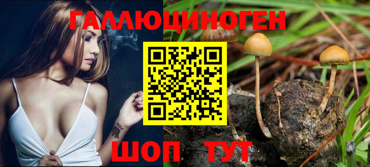 Галлюциногенные грибы Psilocybe Советская Гавань